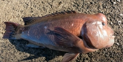 コブダイの釣果