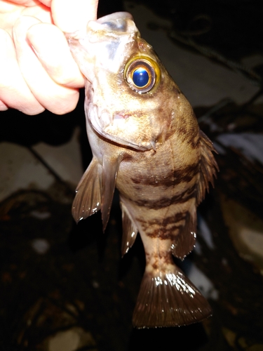 メバルの釣果