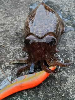 コウイカの釣果