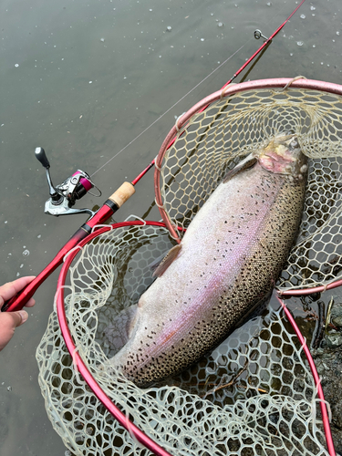 ニジマスの釣果