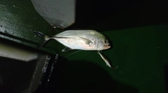 ギンガメアジの釣果