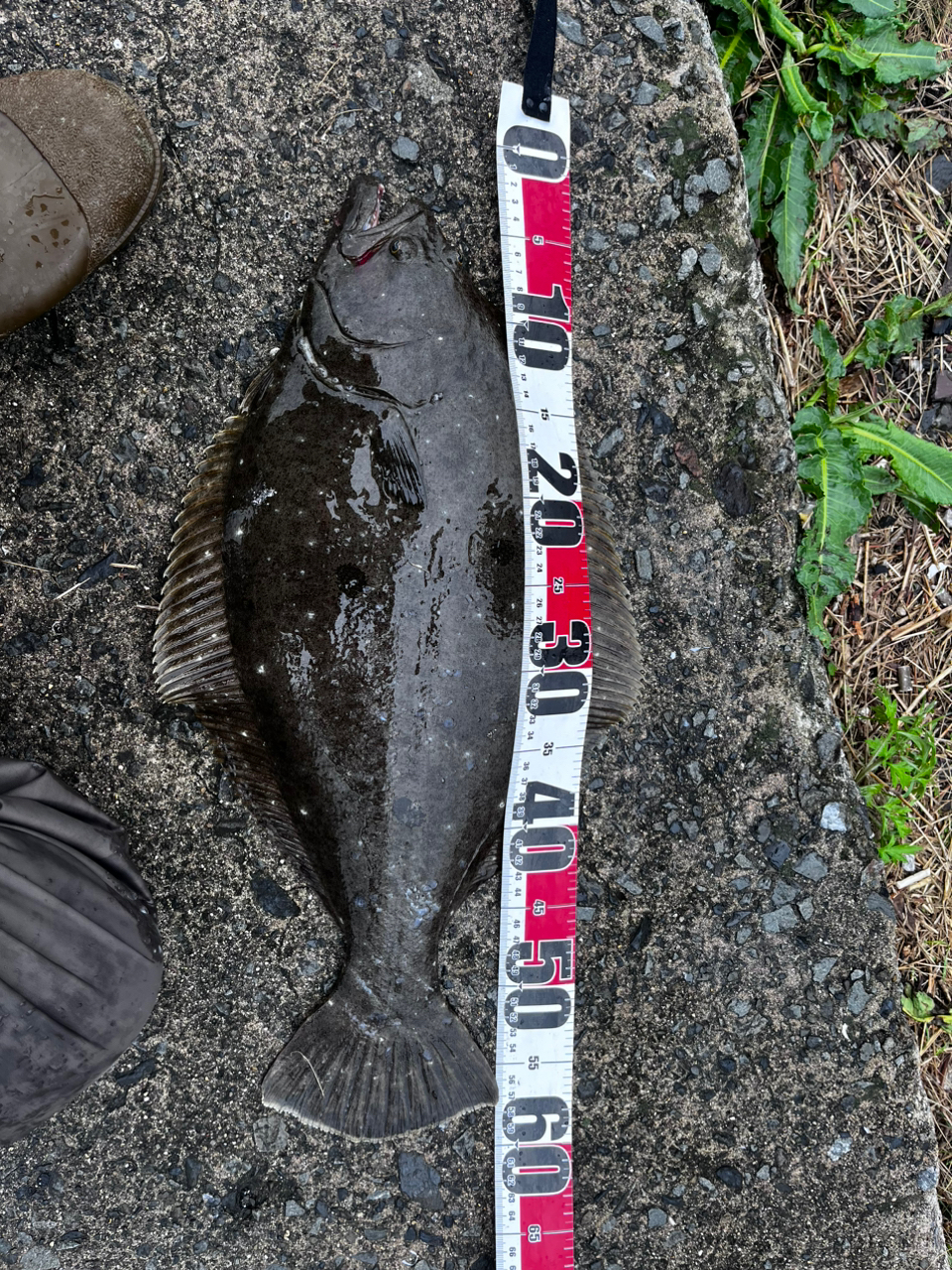 貧乏アングラー🐸 さんの 2024年04月16日のヒラメの釣り・釣果情報(鹿児島県 - 甲突川河口) - アングラーズ