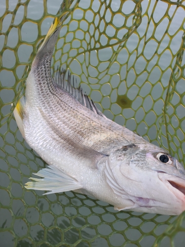 キビレの釣果