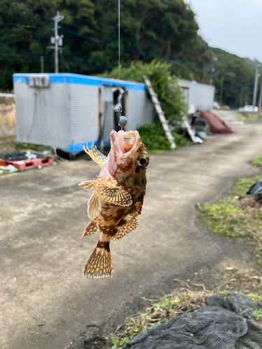 アラカブの釣果