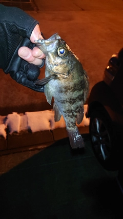 メバルの釣果