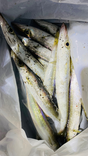 カマスの釣果