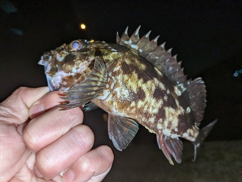 カサゴの釣果