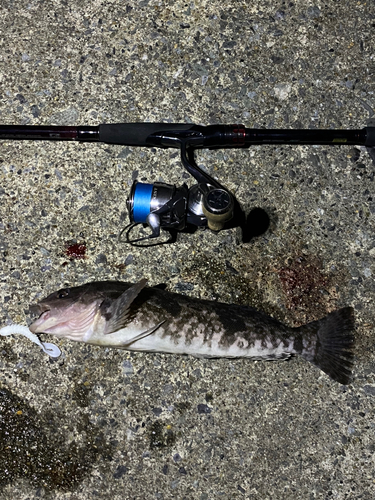 アイナメの釣果