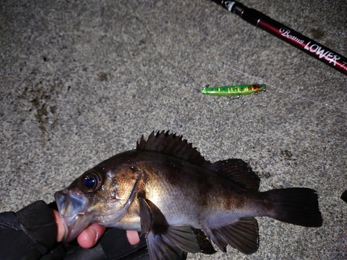 メバルの釣果