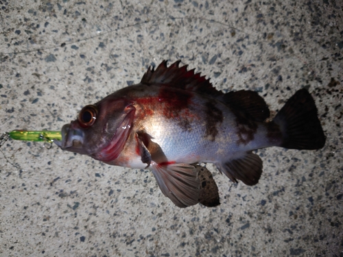 メバルの釣果