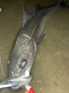 フッコ（マルスズキ）の釣果