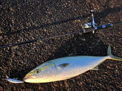 ワラサの釣果