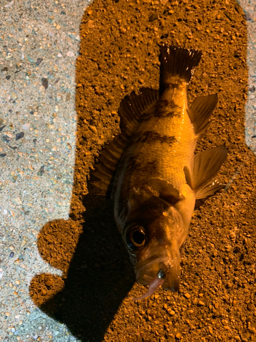 メバルの釣果