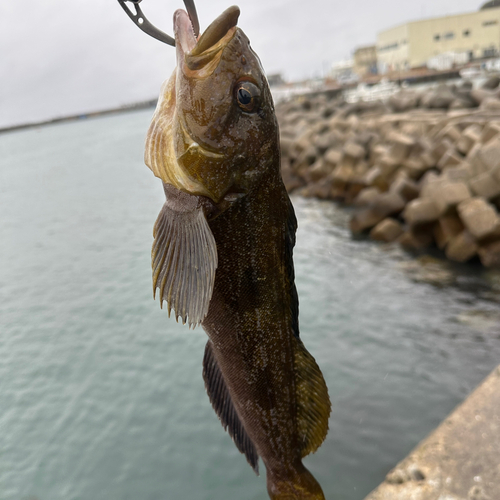 アイナメの釣果