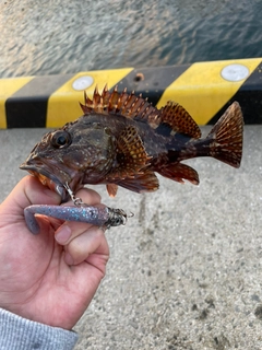 アラカブの釣果