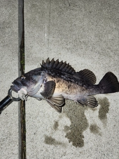 クロソイの釣果