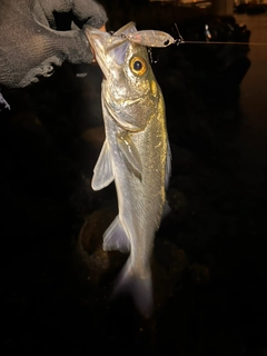 セイゴ（マルスズキ）の釣果