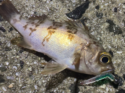 メバルの釣果