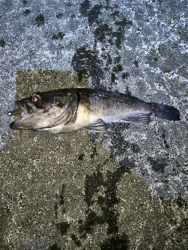 クロソイの釣果