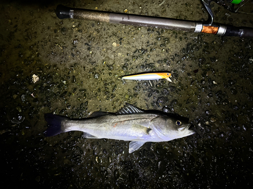 シーバスの釣果