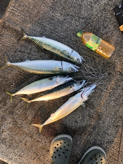 サバの釣果