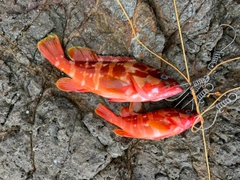 アカハタの釣果