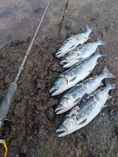 サクラマスの釣果