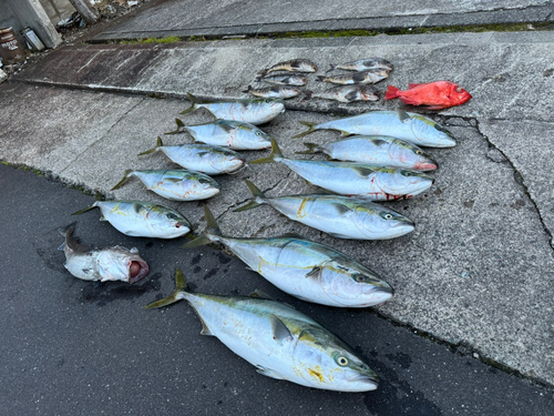 ブリの釣果