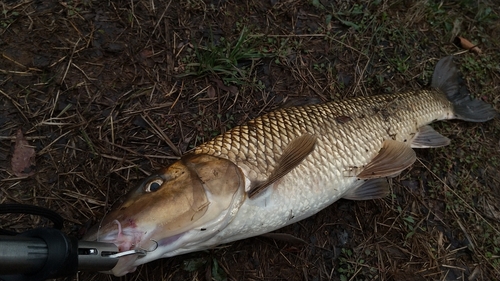 ニゴイの釣果