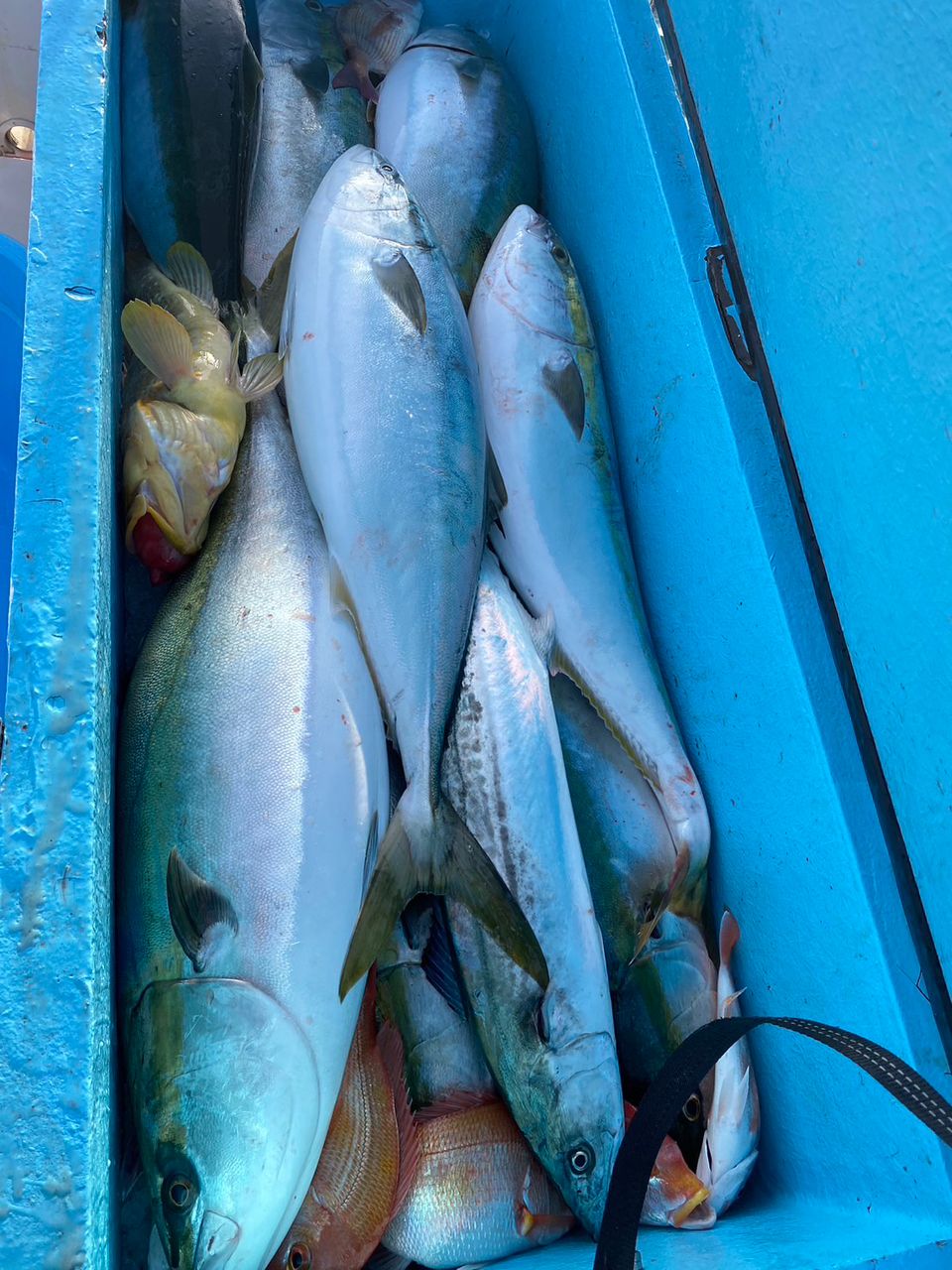 しゃちょー@釣れ過ぎぐらいが丁度いいさんの釣果 2枚目の画像