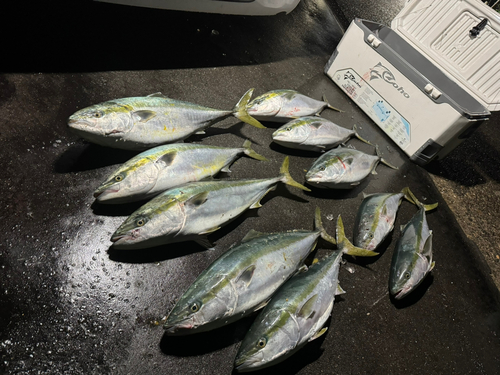 ブリの釣果