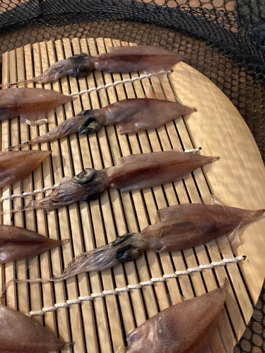 ホタルイカの釣果