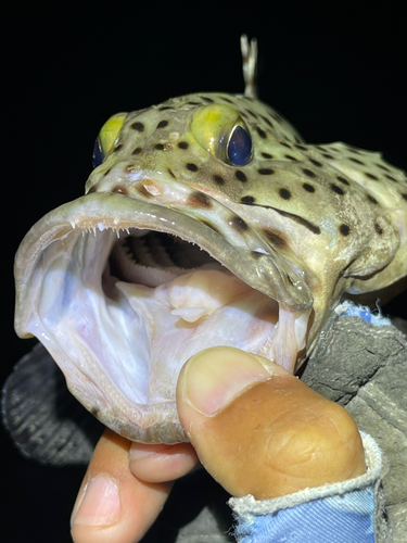 ヒレグロハタの釣果