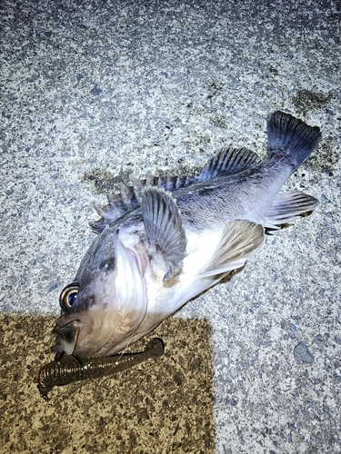 クロソイの釣果