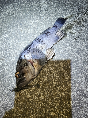 クロソイの釣果