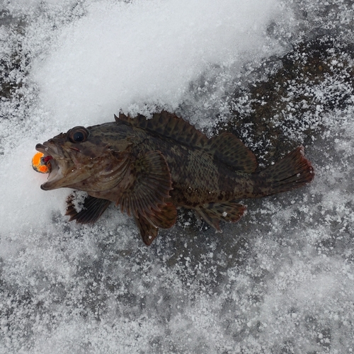 ムラソイの釣果