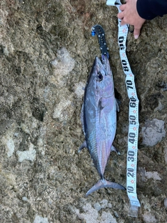 イソマグロの釣果