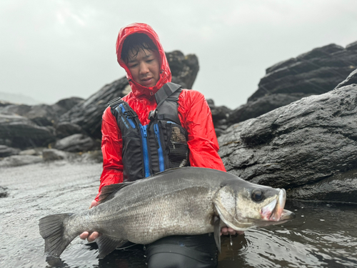 ヒラスズキの釣果