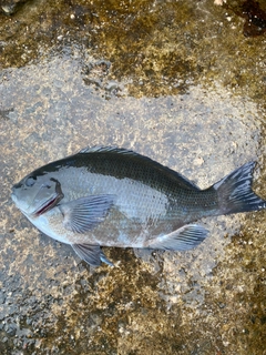 メジナの釣果