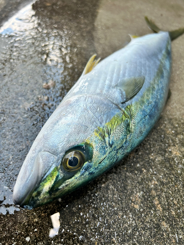 ヤズの釣果