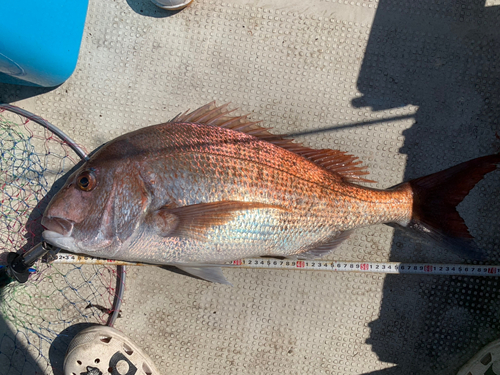 マダイの釣果