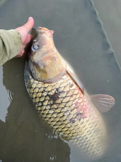 コイの釣果