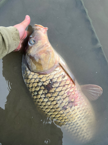 コイの釣果