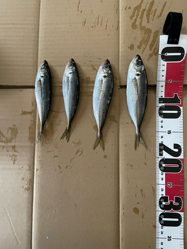 アジの釣果