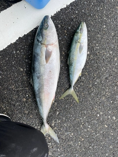 ハマチの釣果