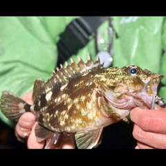 ガシラの釣果