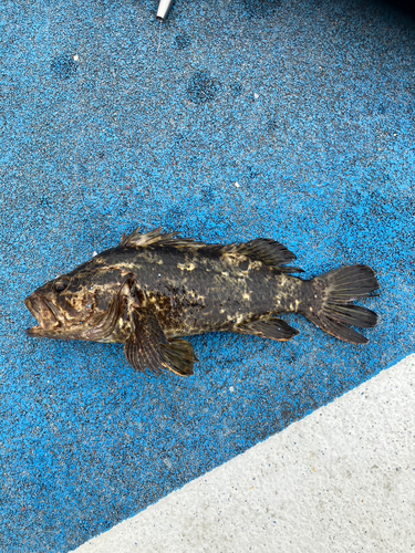 タケノコメバルの釣果