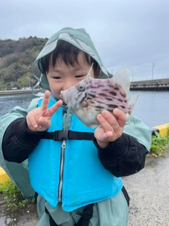 カワハギの釣果