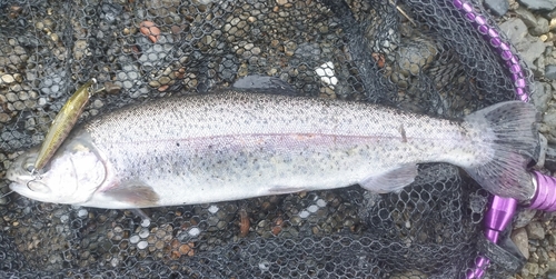 ニジマスの釣果