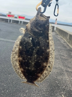 ヒラメの釣果